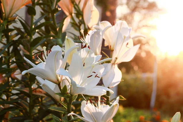 Lírios Brancos Jardim Nos Raios Sol Poente Uma Noite Verão — Fotografia de Stock