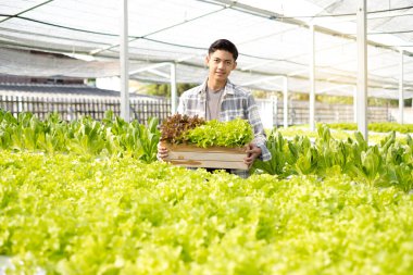 Hidrofonik, elinde sebze sepeti olan Asyalı bir adam bir çiftlikte duruyor, ticari organik sebzeler yetiştiriyor, küçük işletme girişimcileri yetiştiriyor. Organik sebze yetiştirme konsepti.