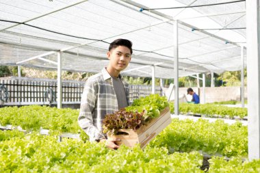 Hidrofonik, elinde sebze sepeti olan Asyalı bir adam bir çiftlikte duruyor, ticari organik sebzeler yetiştiriyor, küçük işletme girişimcileri yetiştiriyor. Organik sebze yetiştirme konsepti.