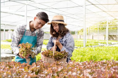 Hidrofonikler, gülümseyen genç Asyalı çiftçiler çiftlik bahçesinden organik sebze salatası alıyorlar. Organik tarım sektörü kavramı.