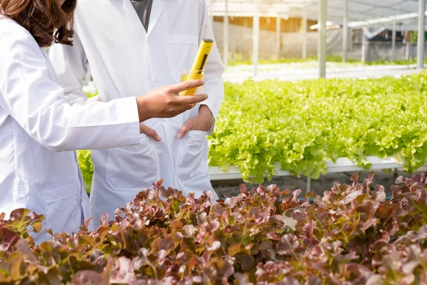 İki Asyalı bilim adamı, fidanlıktaki organik sebzelerin hidroponik sisteminin pH 'ını ölçtüler ve standartlaştırdılar..