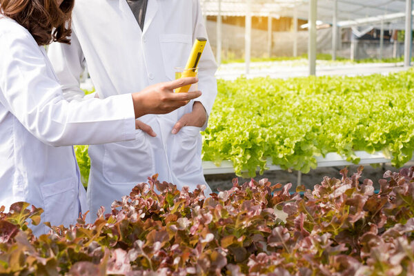 Гидропоника Два азиатских учёных стандартизировали и проверили рН гидропоники органических овощей в питомнике.