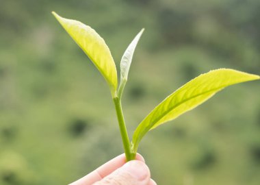 En iyi çay yaprakları, doğal ürünler, içecek yapımında kullanılan malzemelerdir. Çay tarlalarında taze çay yaprakları seçildi..
