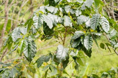 Arap kahvesi, yeşil Arabika kahvesi Kuzey Tayland kaynaklarında olgunlaşmamış kahve çekirdekleri hasat için bekliyor..