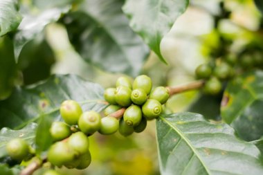 Arap kahvesi, yeşil Arabika kahvesi Kuzey Tayland kaynaklarında olgunlaşmamış kahve çekirdekleri hasat için bekliyor..