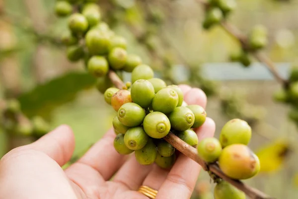 Arabica coffee, green Arabica coffee beans unripe on northern Thailand sources waiting for harvest to process.