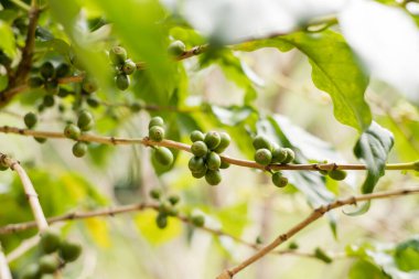 Arap kahvesi, yeşil Arabika kahvesi Kuzey Tayland kaynaklarında olgunlaşmamış kahve çekirdekleri hasat için bekliyor..