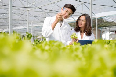 İki Asyalı bilim adamı olan hidrofonik, standartlarını ölçtü ve fidanlıkta hidroponik kullanarak yetiştirilen organik sebzelerin kimyasal verilerini topladı..