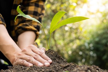 Genç adamın elleri verimli topraklara taze fidanlar ekiyor, bitkilerin yetişmesini sağlıyor. Dünya çevre günü konsepti, doğayı koruma.