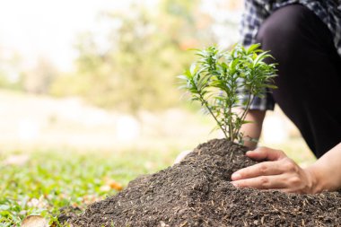Genç adamın elleri verimli topraklara taze fidanlar ekiyor, bitkilerin yetişmesini sağlıyor. Dünya çevre günü konsepti, doğayı koruma.