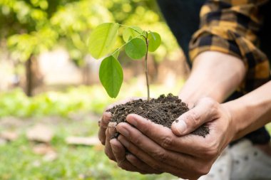 Genç adamın elleri verimli topraklara taze fidanlar ekiyor, bitkilerin yetişmesini sağlıyor. Dünya çevre günü konsepti, doğayı koruma.