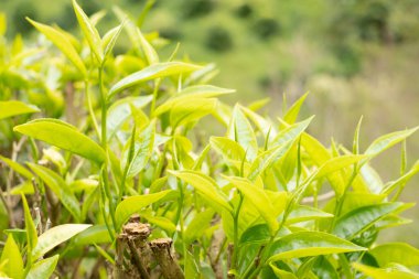 En iyi çay yaprakları, doğal ürünler, içecek yapımında kullanılan malzemelerdir. Çay tarlalarında taze çay yaprakları seçildi..
