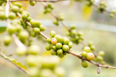 Arap kahvesi, yeşil Arabika kahvesi Kuzey Tayland kaynaklarında olgunlaşmamış kahve çekirdekleri hasat için bekliyor..