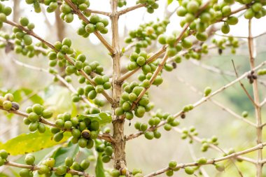 Arap kahvesi, yeşil Arabika kahvesi Kuzey Tayland kaynaklarında olgunlaşmamış kahve çekirdekleri hasat için bekliyor..