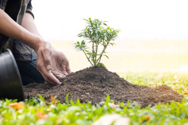 Genç adamın elleri verimli topraklara taze fidanlar ekiyor, bitkilerin yetişmesini sağlıyor. Dünya çevre günü konsepti, doğayı koruma.