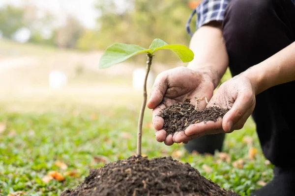 Young Man Hands Planting Young Seedlings Fertile Ground Taking Care — Stock Photo, Image
