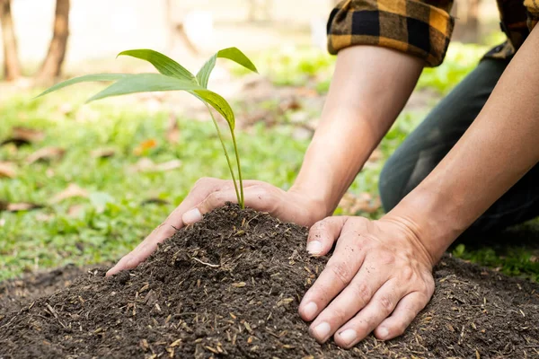 若い男の手は 成長している植物の世話をして 肥沃な地面に若い苗を植えます 自然を守る世界環境デーのコンセプト — ストック写真