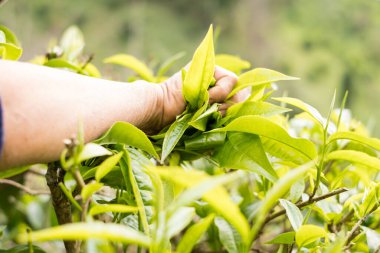 En iyi çay yaprakları, doğal ürünler, içecek yapımında kullanılan malzemelerdir. Çay tarlalarında taze çay yaprakları seçildi..