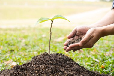 Genç adamın elleri verimli topraklara taze fidanlar ekiyor, bitkilerin yetişmesini sağlıyor. Dünya çevre günü konsepti, doğayı koruma.