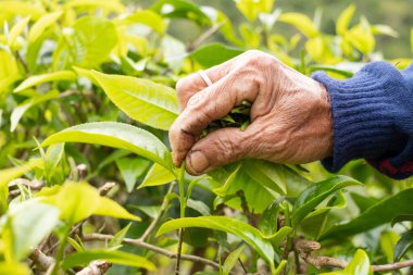 En iyi çay yaprakları, doğal ürünler, içecek yapımında kullanılan malzemelerdir. Çay tarlalarında taze çay yaprakları seçildi..