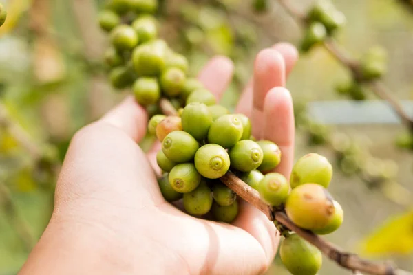 Arabica coffee, green Arabica coffee beans unripe on northern Thailand sources waiting for harvest to process.