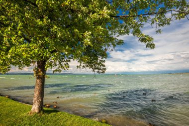 Tree at the lakeside of Balaton in autumn at Balatonlelle, Hungary.