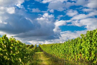 Arka arkaya sarmaşıklar. Yazın güzel bulutları ve mavi gökyüzü olan üzüm bağı manzarası. Macaristan 'da Pannonhalma Şarap Bölgesi.