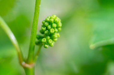 Genç üzüm asma yeni büyüme, sabah bahar güneşinde bir dal üzerinde bir tomurcuk.