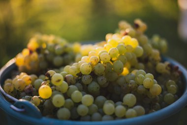 Üzüm bağındaki toplanma sırasında bir kova üzüm. Hasat mevsiminde, Macaristan 'da, kovada üzüm bağları