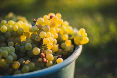Üzüm bağındaki toplanma sırasında bir kova üzüm. Hasat mevsiminde, Macaristan 'da, kovada üzüm bağları