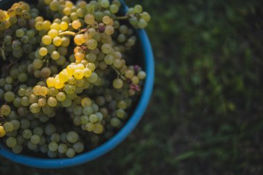 Üzüm bağındaki toplanma sırasında bir kova üzüm. Hasat mevsiminde, Macaristan 'da, kovada üzüm bağları