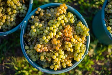 Üzüm bağındaki toplanma sırasında bir kova üzüm. Hasat mevsiminde, Macaristan 'da, kovada üzüm bağları