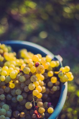 Üzüm bağındaki toplanma sırasında bir kova üzüm. Hasat mevsiminde, Macaristan 'da, kovada üzüm bağları