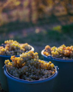 Üzüm bağındaki toplanma sırasında bir kova üzüm. Hasat mevsiminde, Macaristan 'da, kovada üzüm bağları