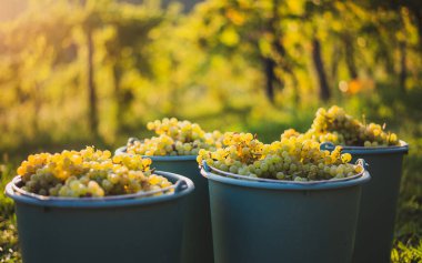 Üzüm bağındaki toplanma sırasında bir kova üzüm. Hasat mevsiminde, Macaristan 'da, kovada üzüm bağları