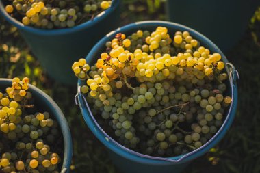 Üzüm bağındaki toplanma sırasında bir kova üzüm. Hasat mevsiminde, Macaristan 'da, kovada üzüm bağları