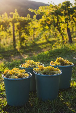 Üzüm bağındaki toplanma sırasında bir kova üzüm. Hasat mevsiminde, Macaristan 'da, kovada üzüm bağları