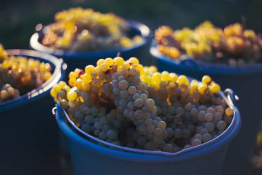 Üzüm bağındaki toplanma sırasında bir kova üzüm. Hasat mevsiminde, Macaristan 'da, kovada üzüm bağları