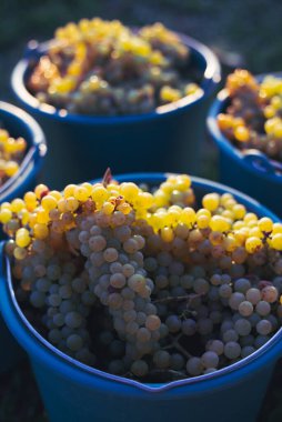 Üzüm bağındaki toplanma sırasında bir kova üzüm. Hasat mevsiminde, Macaristan 'da, kovada üzüm bağları