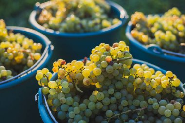 Üzüm bağındaki toplanma sırasında bir kova üzüm. Hasat mevsiminde, Macaristan 'da, kovada üzüm bağları