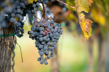 Üzüm bağında bir demet mavi üzüm. Hasatta kırmızı şarap yapmak için Cabernet Franc üzümleri. Macaristan 'da sonbaharda üzüm bağındaki üzüm bağlarının detaylı görüntüsü