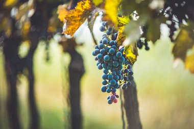 Üzüm bağında bir demet mavi üzüm. Hasatta kırmızı şarap yapmak için Cabernet Franc üzümleri. Macaristan 'da sonbaharda üzüm bağındaki üzüm bağlarının detaylı görüntüsü