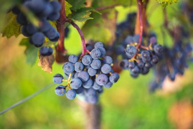 Üzüm bağında bir demet mavi üzüm. Hasatta kırmızı şarap yapmak için Cabernet Franc üzümleri. Macaristan 'da sonbaharda üzüm bağındaki üzüm bağlarının detaylı görüntüsü