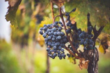 Üzüm bağında bir demet mavi üzüm. Hasatta kırmızı şarap yapmak için Cabernet Franc üzümleri. Macaristan 'da sonbaharda üzüm bağındaki üzüm bağlarının detaylı görüntüsü