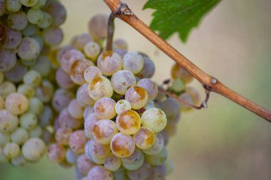 Zengin üzüm hasadı. Asma üzümlü yeşil Riesling üzümleri üzüm bağında hasat için hazır. Pannonhalma Şarap Bölgesi, Macaristan