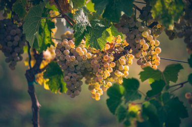 Zengin üzüm hasadı. Asma üzümlü yeşil Riesling üzümleri üzüm bağında hasat için hazır. Pannonhalma Şarap Bölgesi, Macaristan