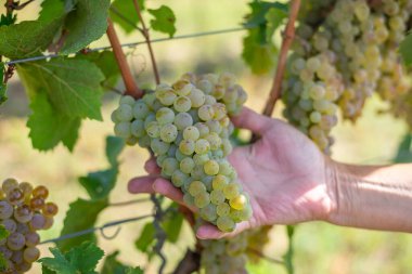 Üzüm bağındaki şarap üreticisinin ellerinde beyaz üzümler. Macaristan, zengin üzüm hasadı.