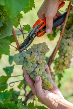 Şarap tüccarı üzümleri hasat eder. Üzüm bağındaki şarap üreticisinin ellerinde beyaz üzümler. Macaristan 'da zengin hasat.