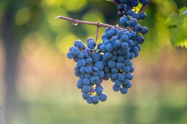 Üzüm bağında bir demet mavi üzüm. Hasatta kırmızı şarap yapmak için Cabernet Franc üzümleri. Macaristan 'da sonbaharda üzüm bağındaki üzüm bağlarının detaylı görüntüsü