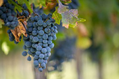 Üzüm bağında bir demet mavi üzüm. Hasatta kırmızı şarap yapmak için Cabernet Franc üzümleri. Macaristan 'da sonbaharda üzüm bağındaki üzüm bağlarının detaylı görüntüsü